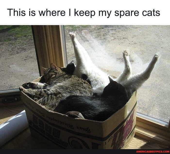 This is where I keep my spare cats
eero gee