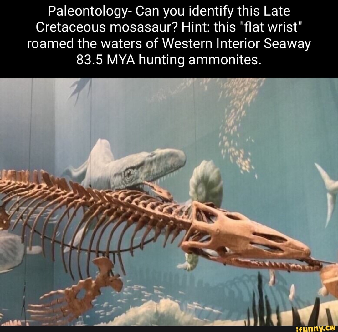 Paleontology- Can you identify this Late Cretaceous mosasaur? Hint ...