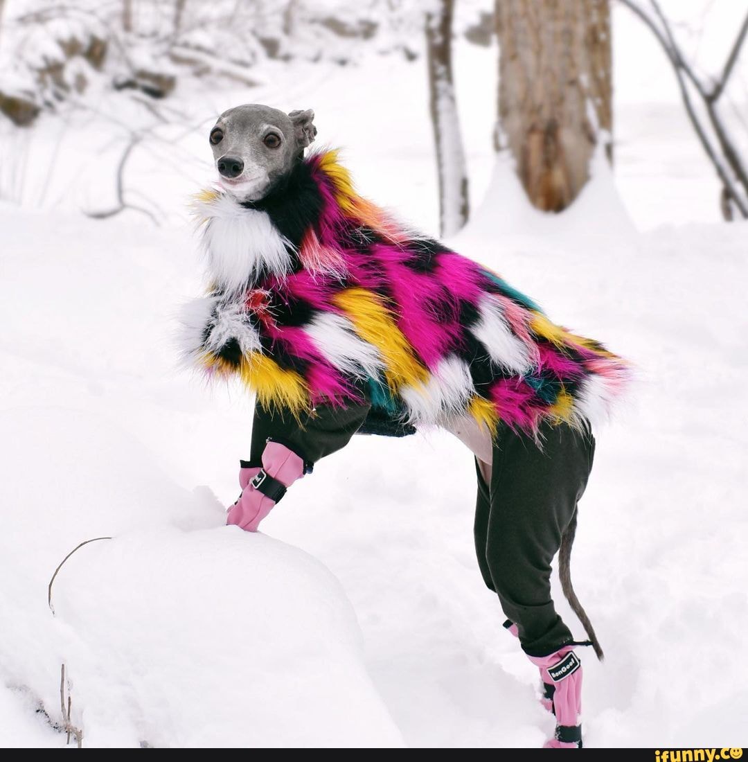 tika, iggy, italian, greyhound, montreal
