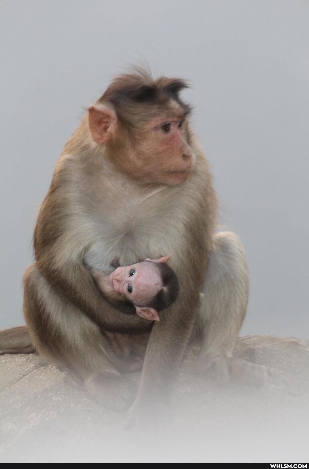 monkey, photography, baby, baby_animals, mother