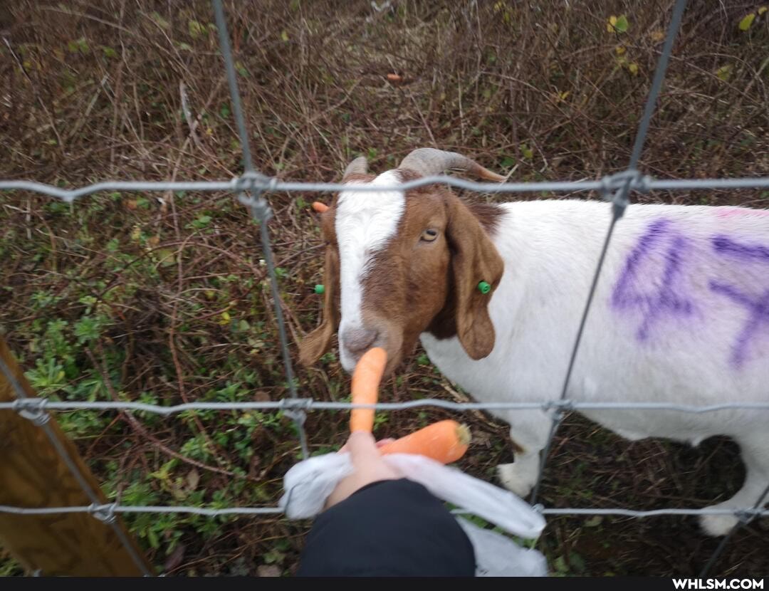 goats, beach, seaside