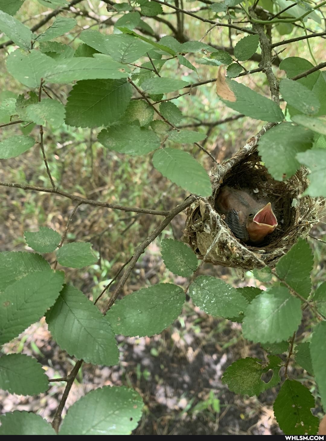nature, birds, baby_animals, cute_animal, hunting