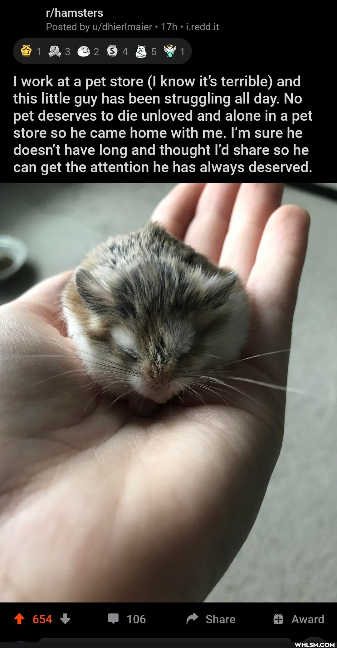 Posted by i.redd.it
@1 @2 Bs
work at a pet store (I know it's terrible) and this little guy has been struggling all day. No pet deserves to die unloved and alone in a pet store so he came home with me. I'm sure he doesn't have long and thought I'd share so he can get the attention he has always deserved.
SS
654 106 f Share Award