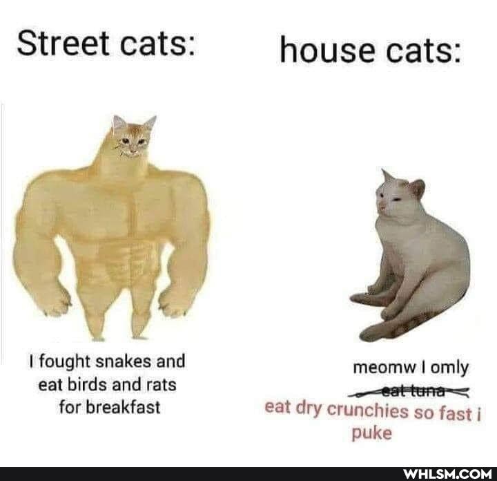 Street cats: house cats:
fought snakes and meomw I omly eat birds and rats
for breakfast eat dry crunches so fast puke