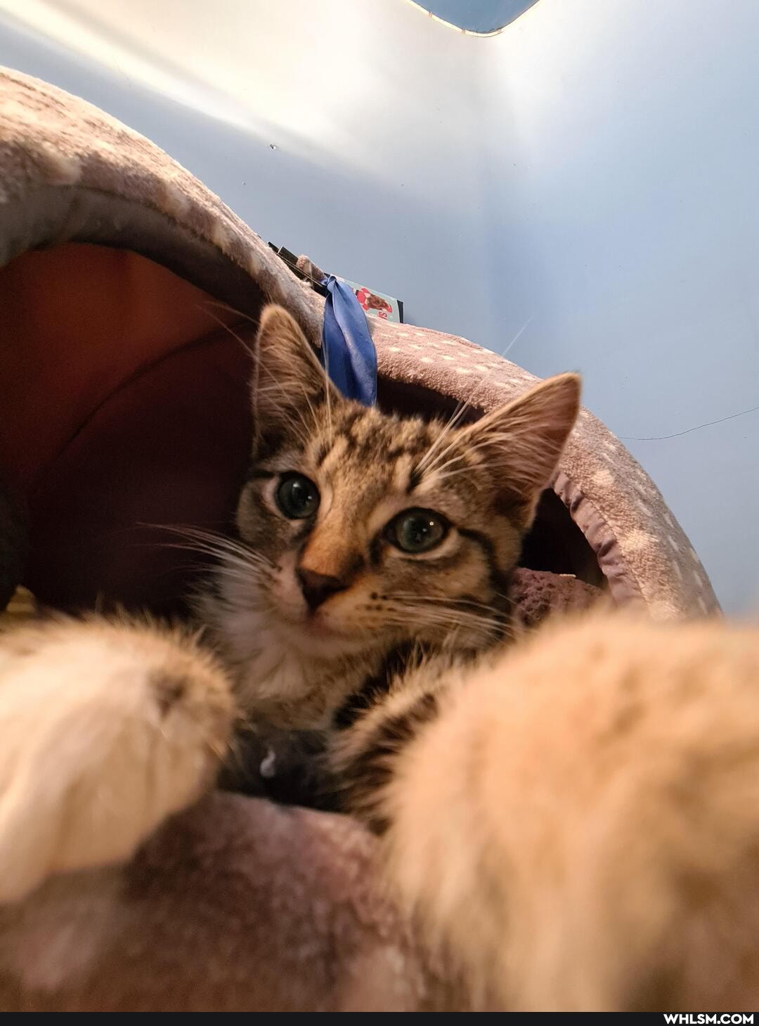 aww, kitten, smitten