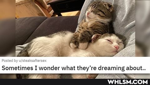 Sometimes I wonder what they're dreaming about..