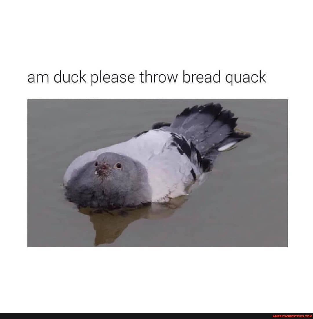 am duck please throw bread quack