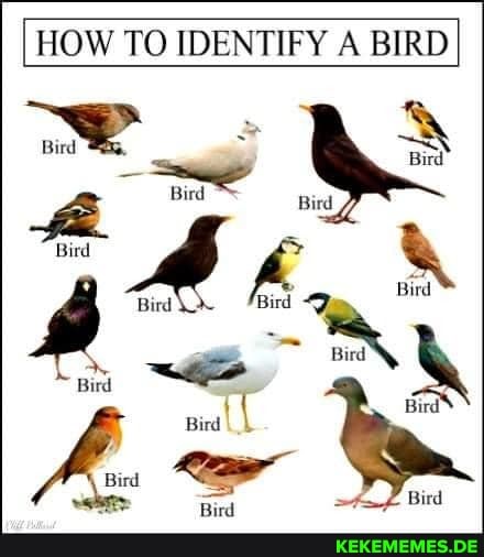 HOW TO IDENTIFY A BIRD
Bind
Bird Bird
Bird pina L Ried Bird