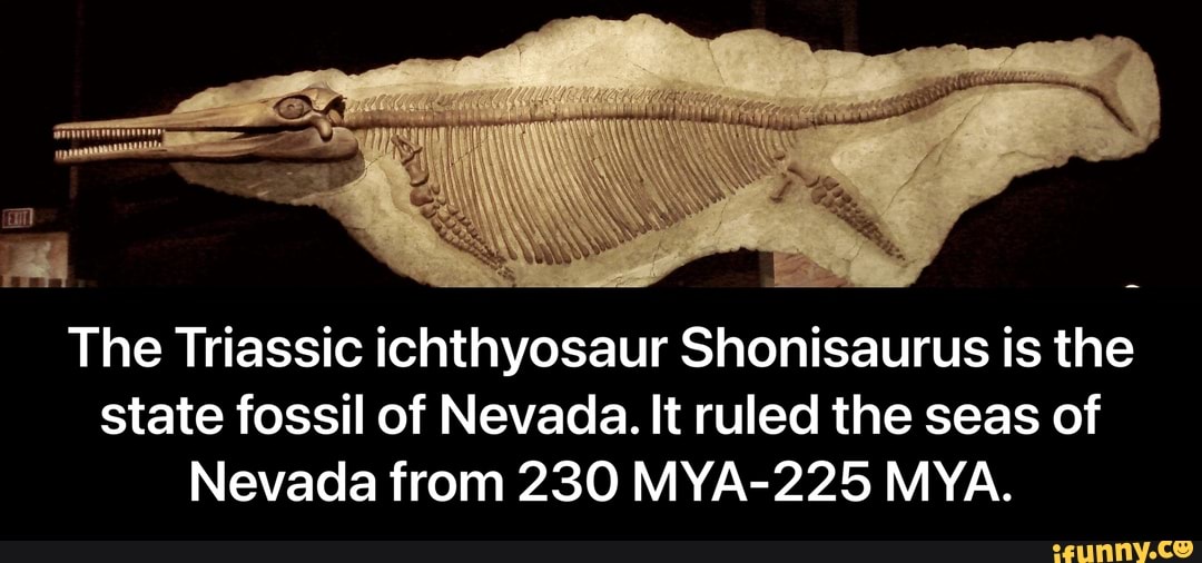 An \ The Triassic ichthyosaur Shonisaurus is the state fossil of Nevada. It  ruled the seas of