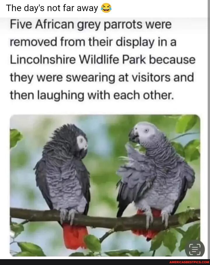 Parrots memes. Best Collection of funny Parrots pictures on America's best  pics and videos