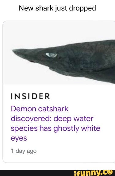 New shark just dropped INSIDER Demon catshark discovered: deep water ...