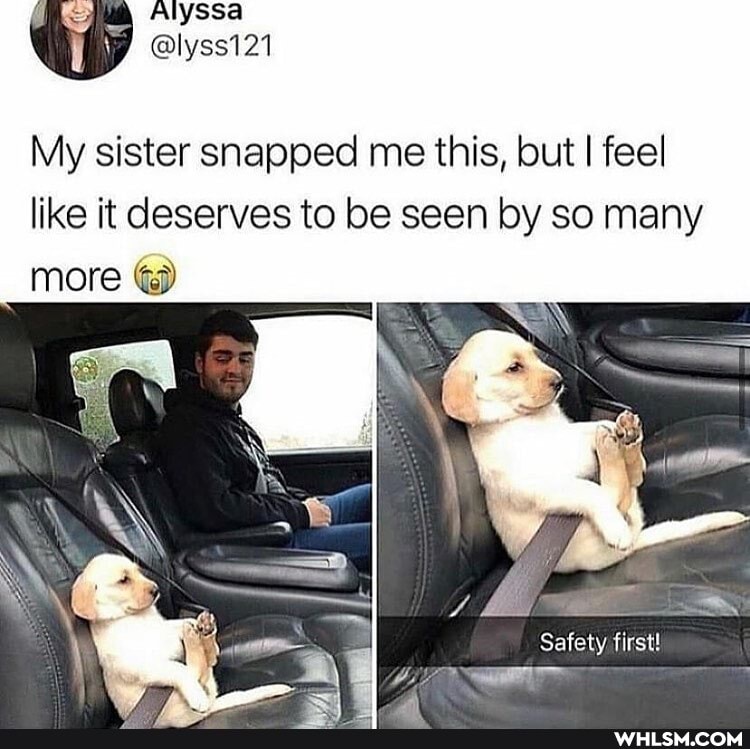 Alyssa
@lyss121
My sister snapped me this, but I feel
like it deserves to be seen by so many more
Safety first!