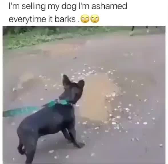 How Do I Start Selling My Dog