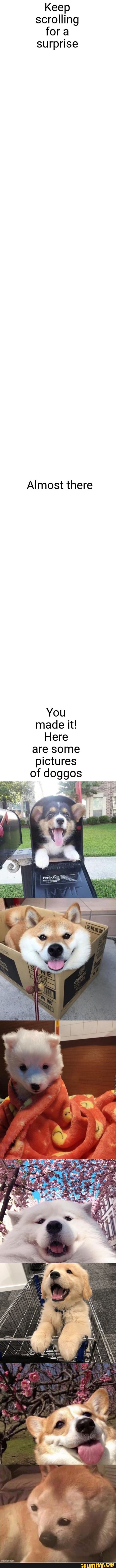 Keep scrolling fora surprise
Almost there
You made it!
Here are some pictures
of doggos