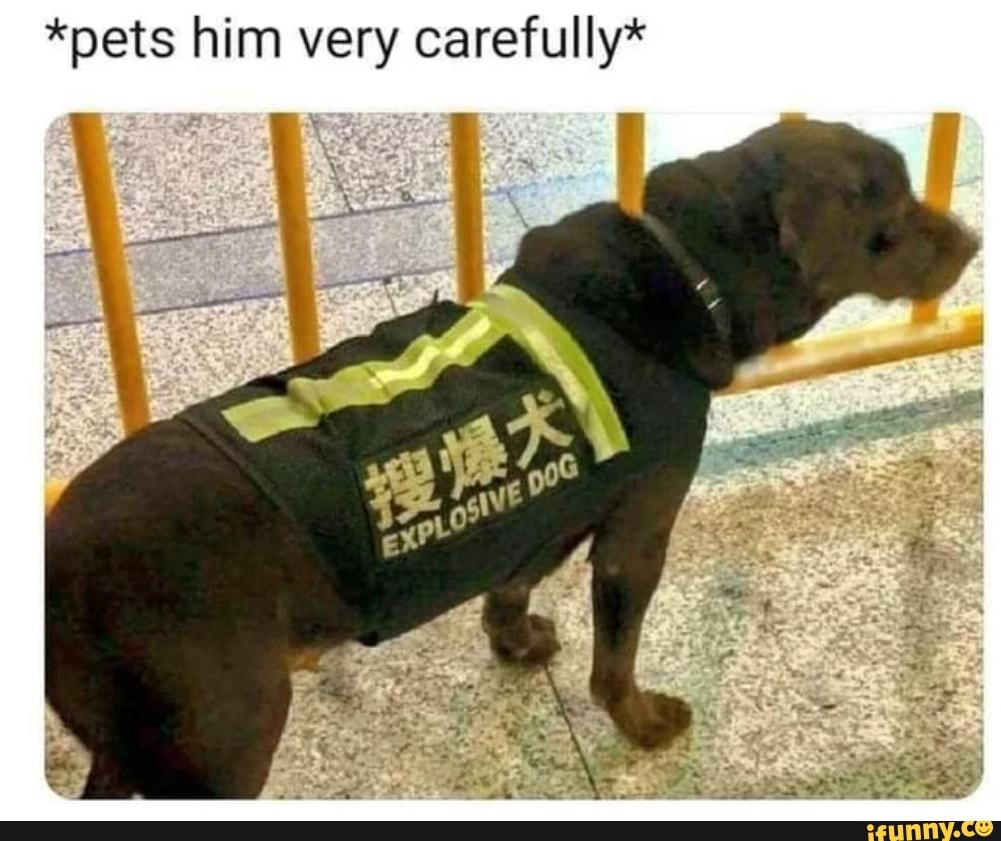 *pets him very carefully*