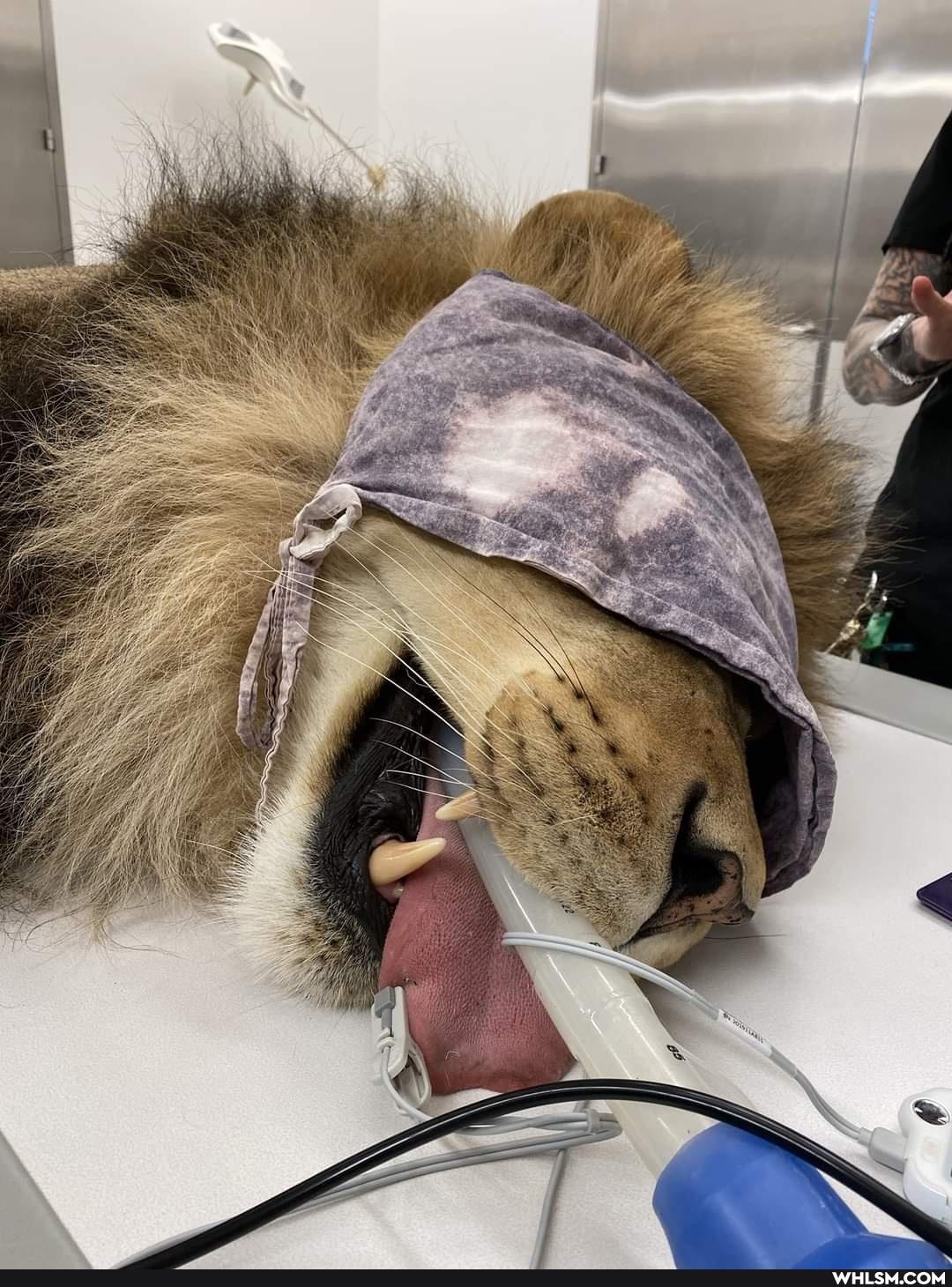 lion, veterinary, wow, wtf