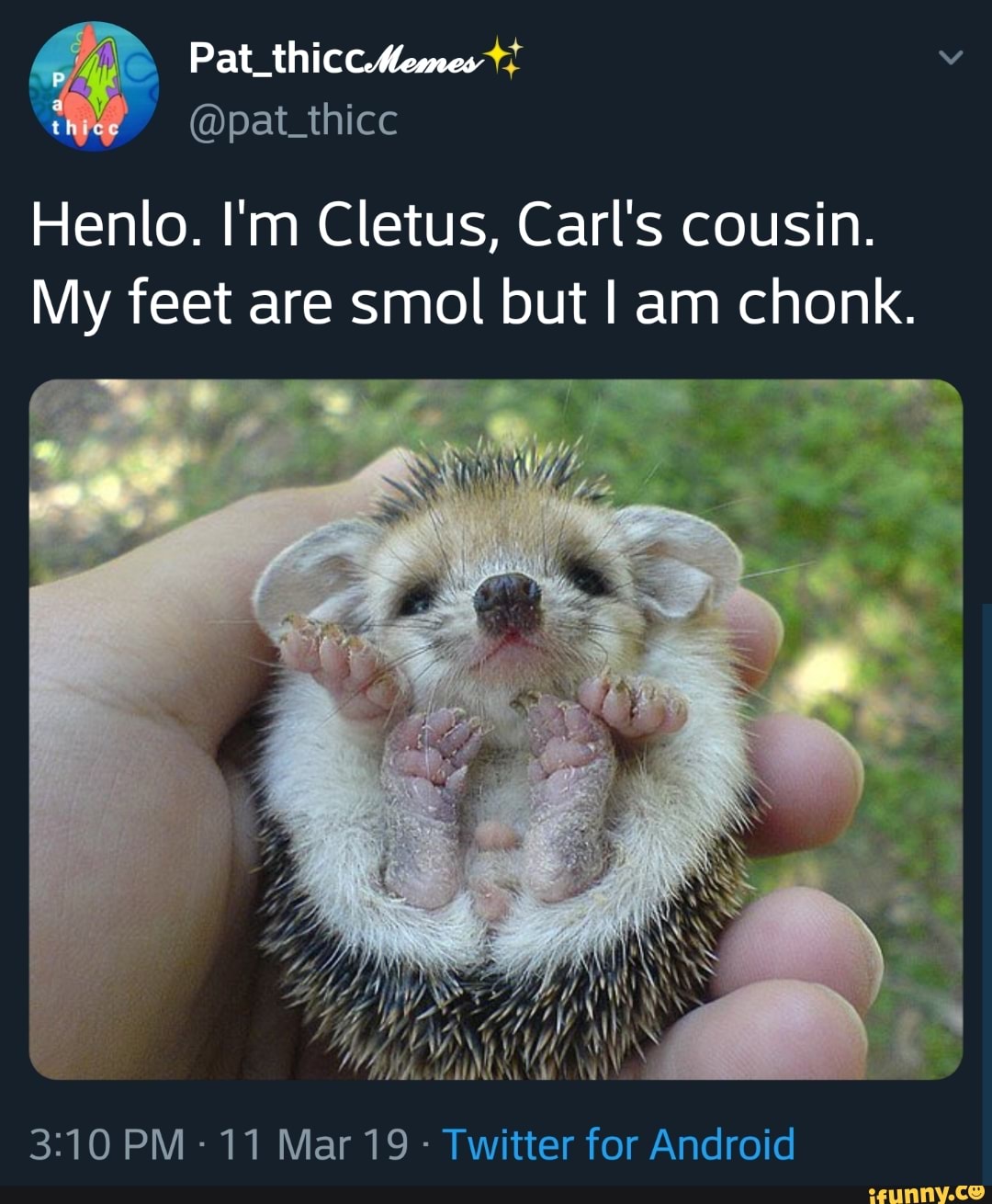 carl, hedgehog, animals, cute, wholesome, wholesomewednesday, relatable, lm...