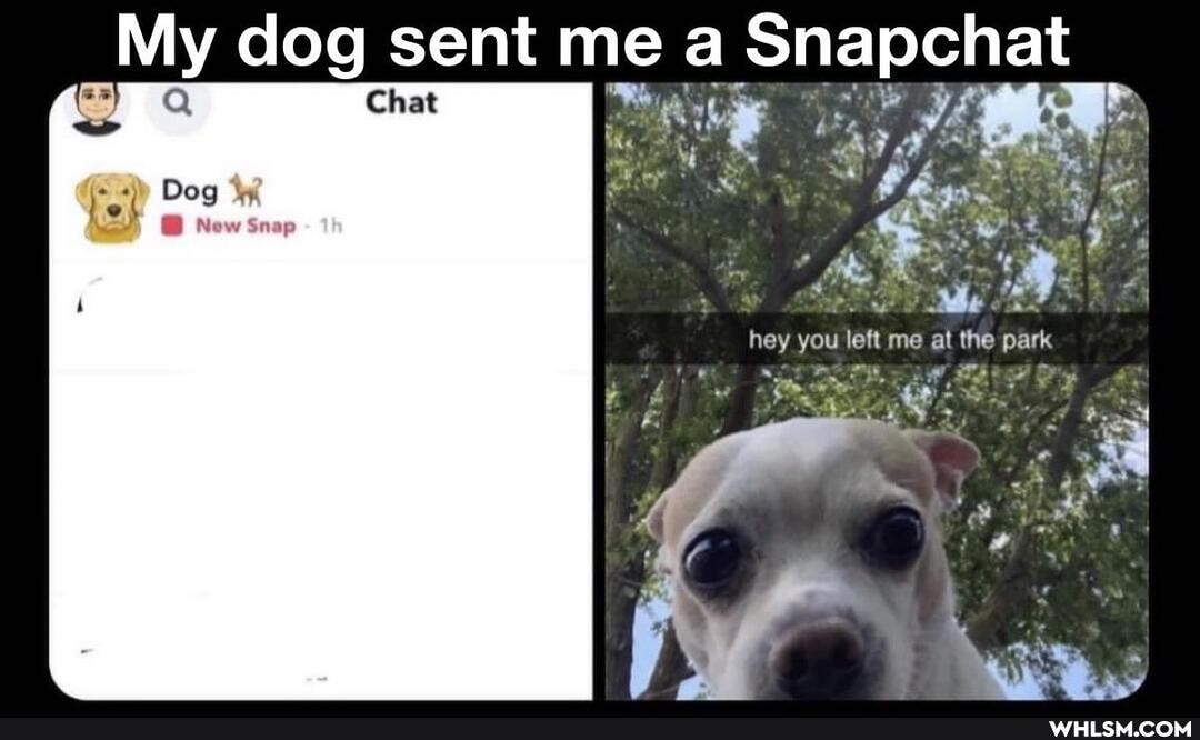 My dog sent Chat me a Snapchat
Dog
Chat
hey you left me al park