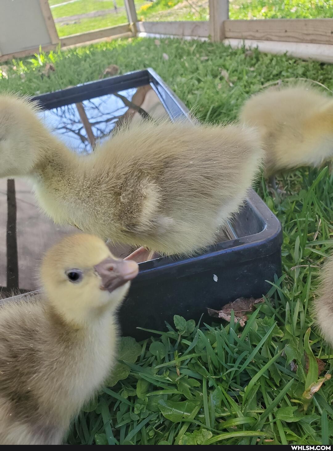 baby_animals, cute_animal, the_goose_is_loose