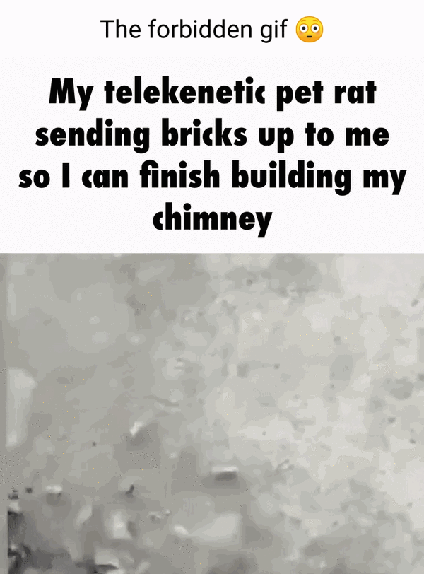 The forbidden gif My pet rat sending bricks up to me so can