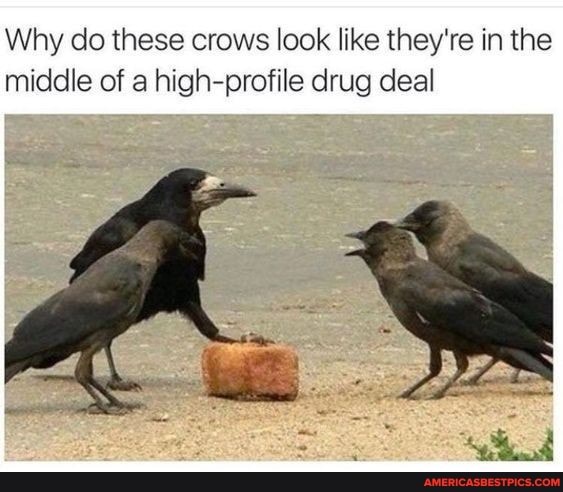 Why do these crows look like they're in the middle of a high-profile drug deal