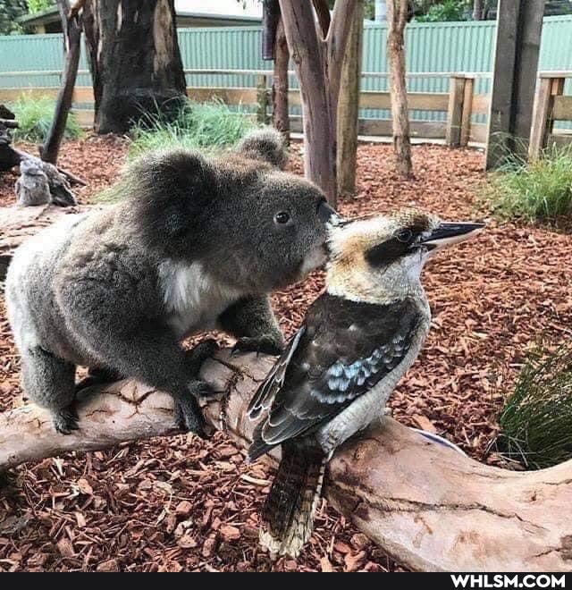 australia