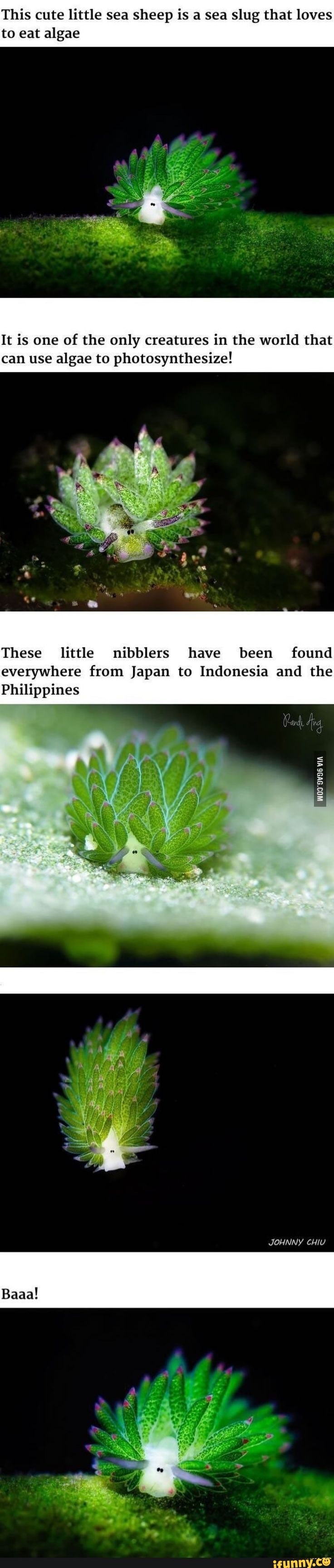 Nibblers memes. Best Collection of funny Nibblers pictures on iFunny Brazil