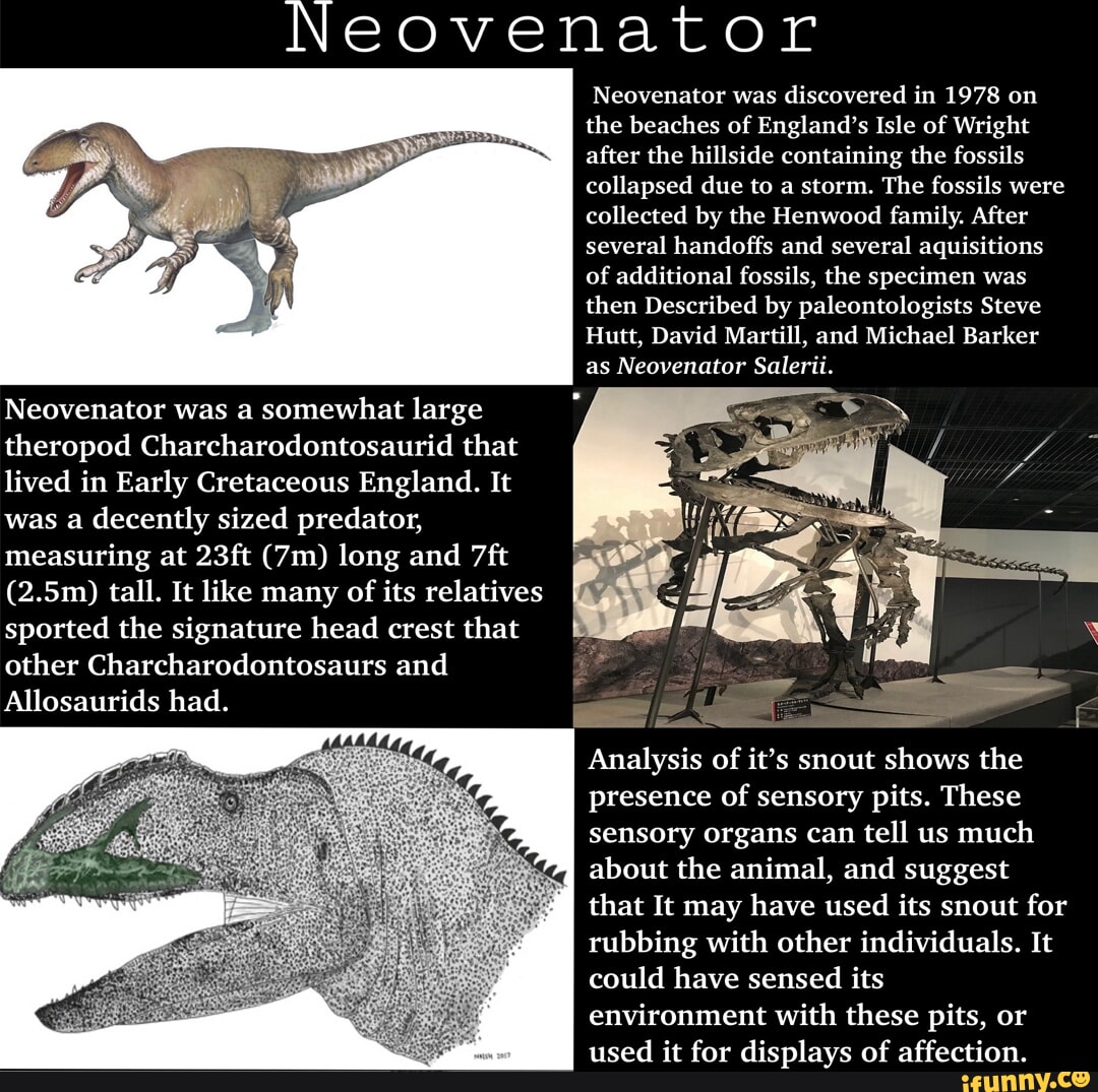 Neovenator Neovenator was discovered in 1978 on the beaches of England ...