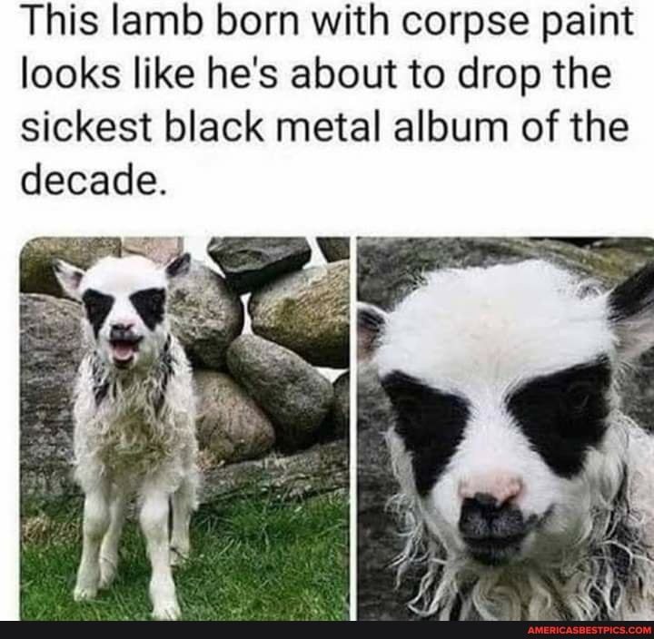This lamb born with corpse paint looks like he's about to drop the sickest black metal album of the decade.