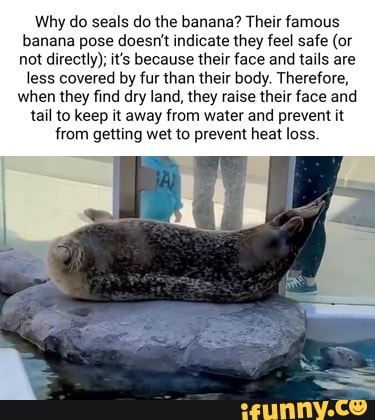 Why do seals do the banana? Their famous banana pose doesn't indicate