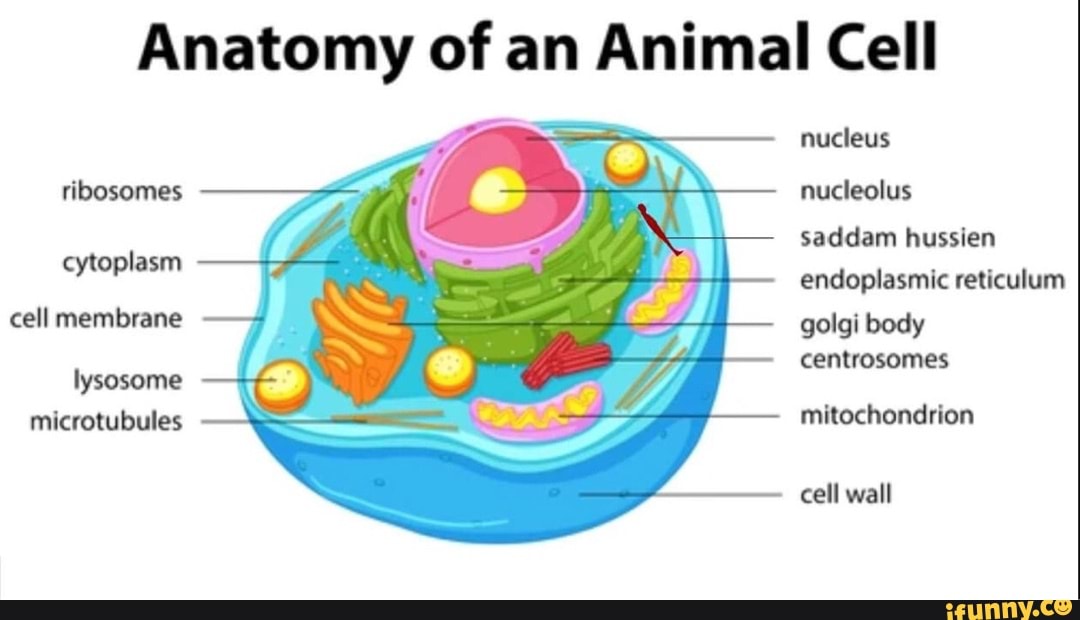 Anatomy of an Animal Cell nucleus ribosomes nucleolus saddam hussien ...