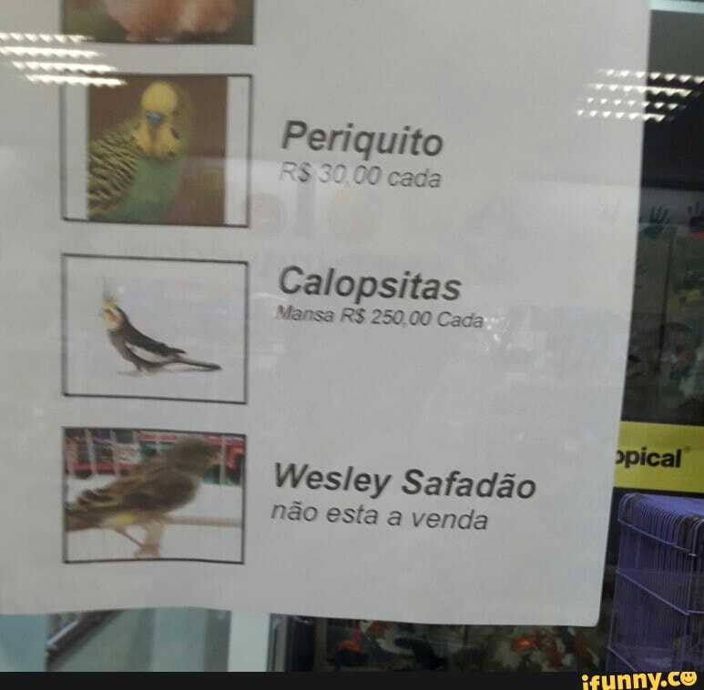 I
Calopsitas
E
Wesley Safadão
não esta a venda