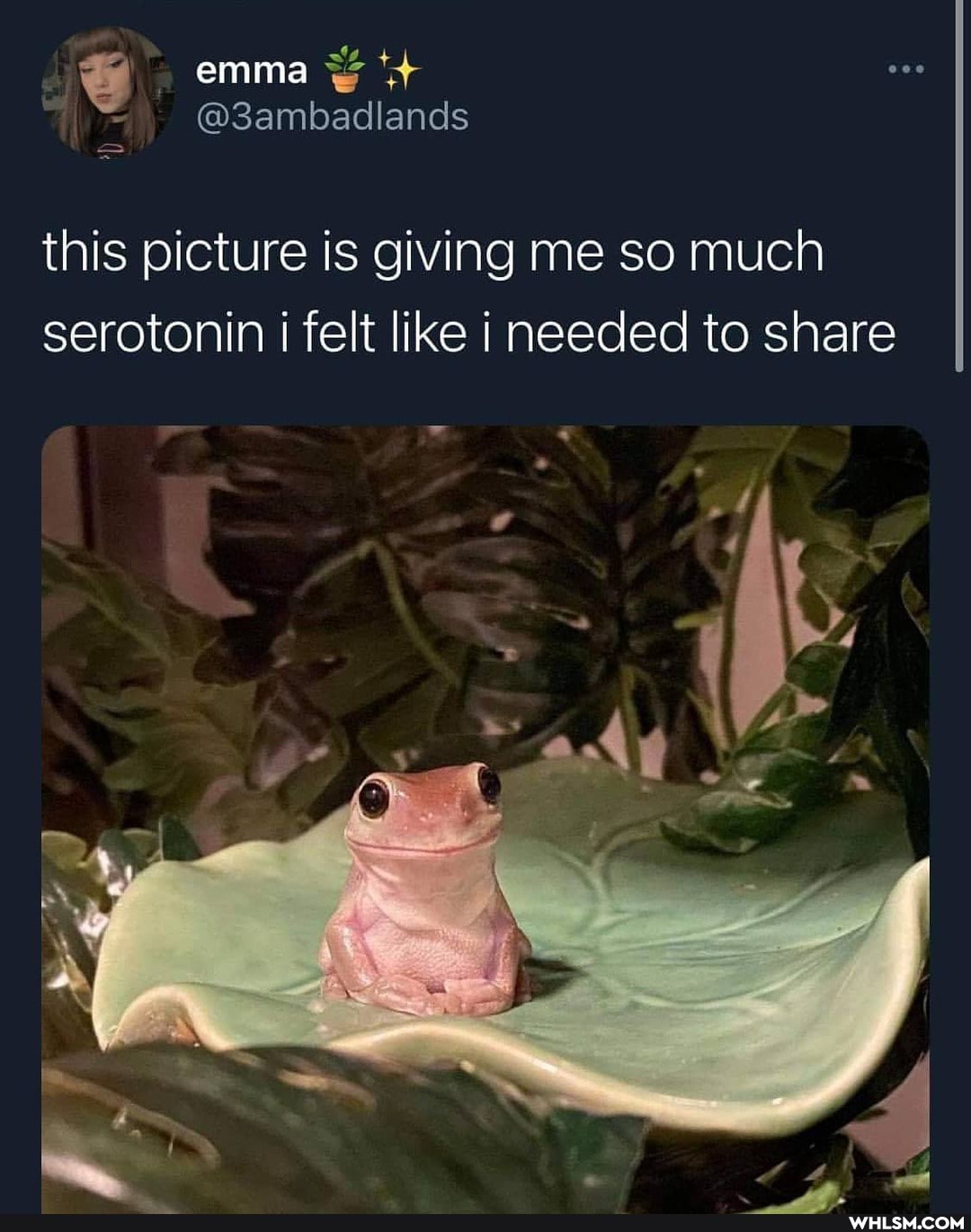 emma
= @3ambadlands this picture is giving me so much serotonin i felt like i needed to share
