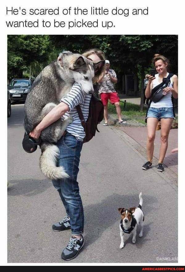 He's scared of the little dog and wanted to be picked up.