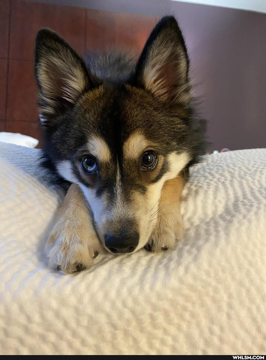 puppy, aww, puppers