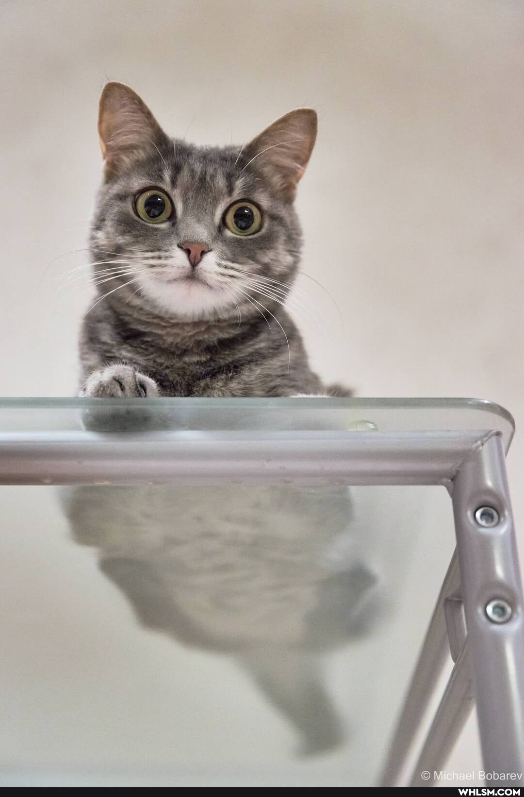 cats, fur, myhalf