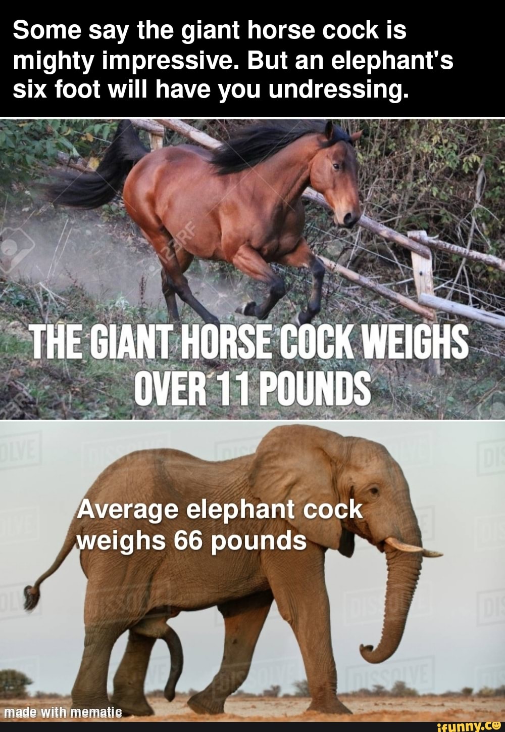 The giant horse cock meme