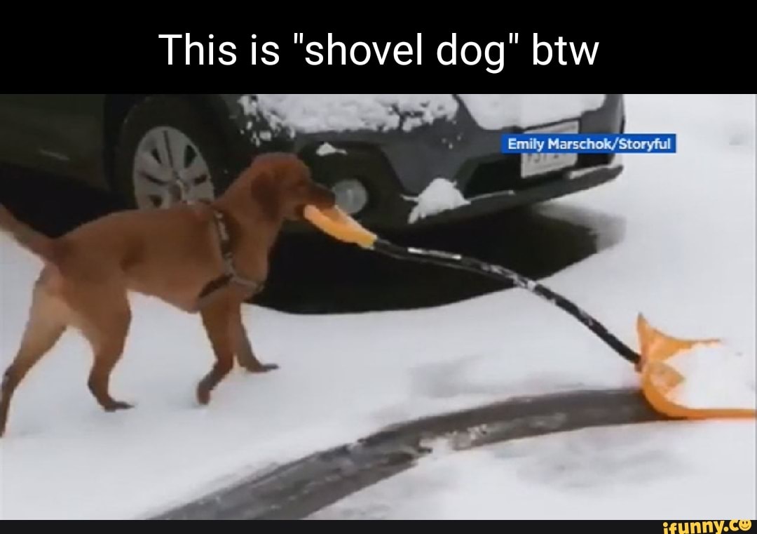 This is "shovel dog" btw Emily iFunny