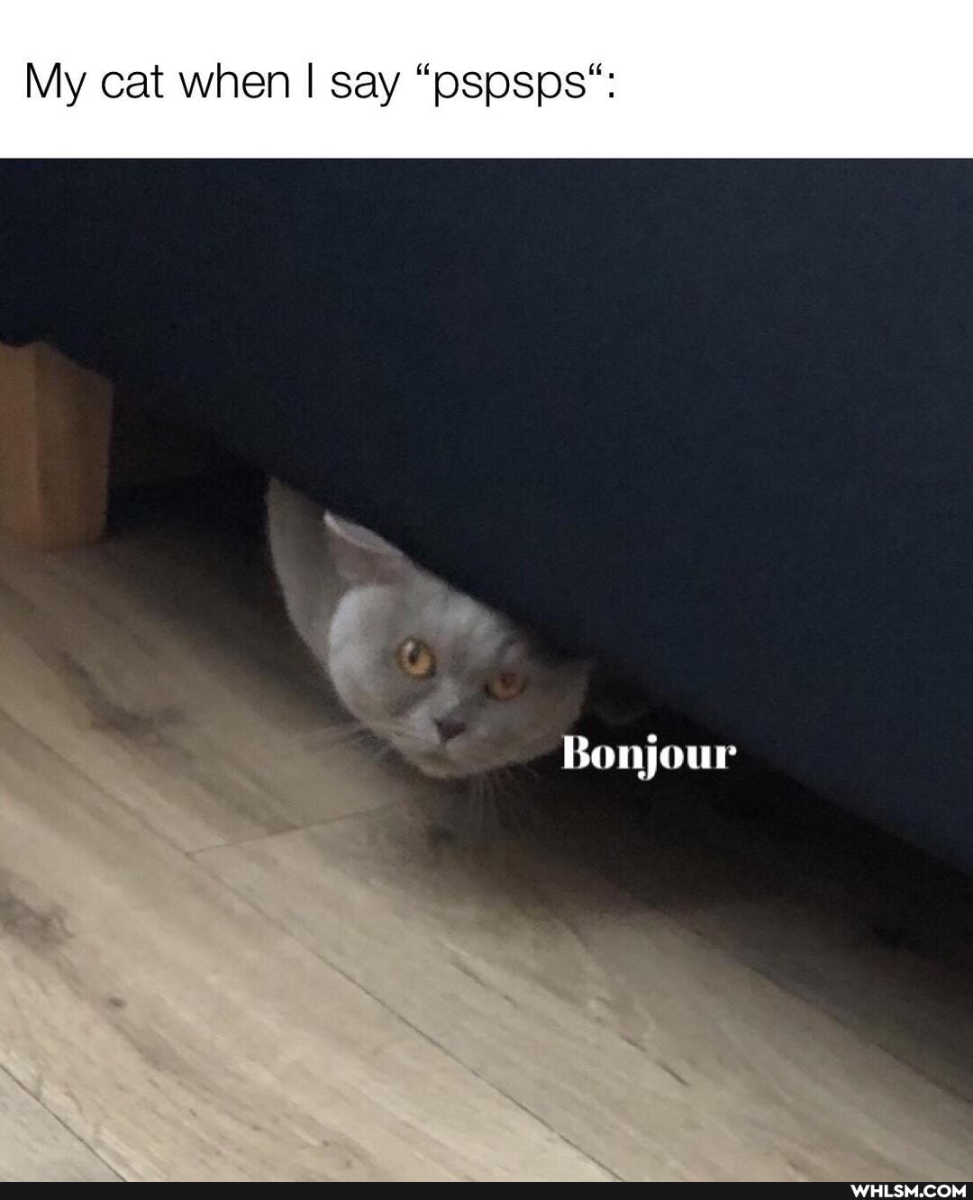 My cat when I say "pspsps":
Bonjour