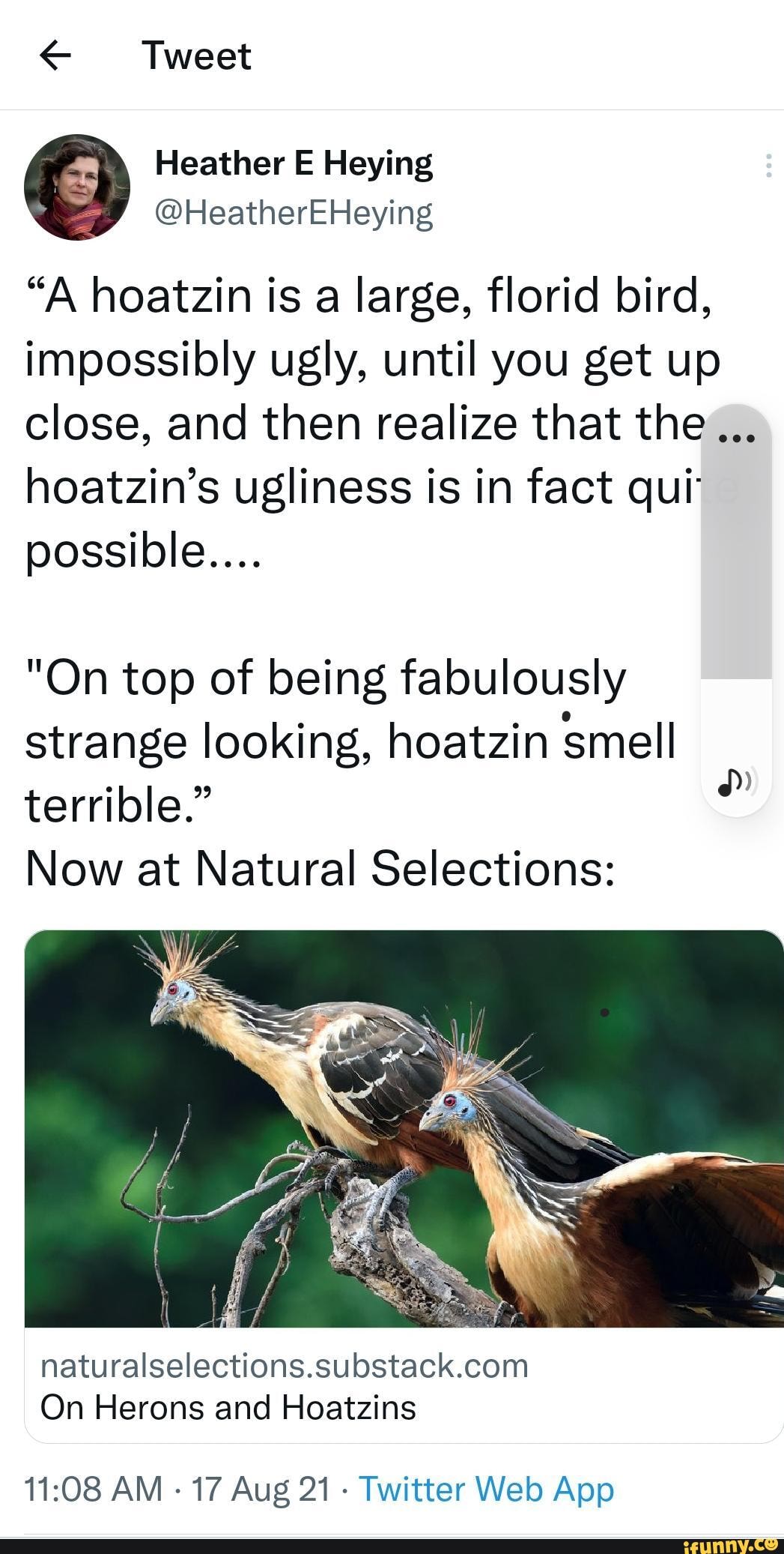 Hoatzins memes. Best Collection of funny Hoatzins pictures on iFunny