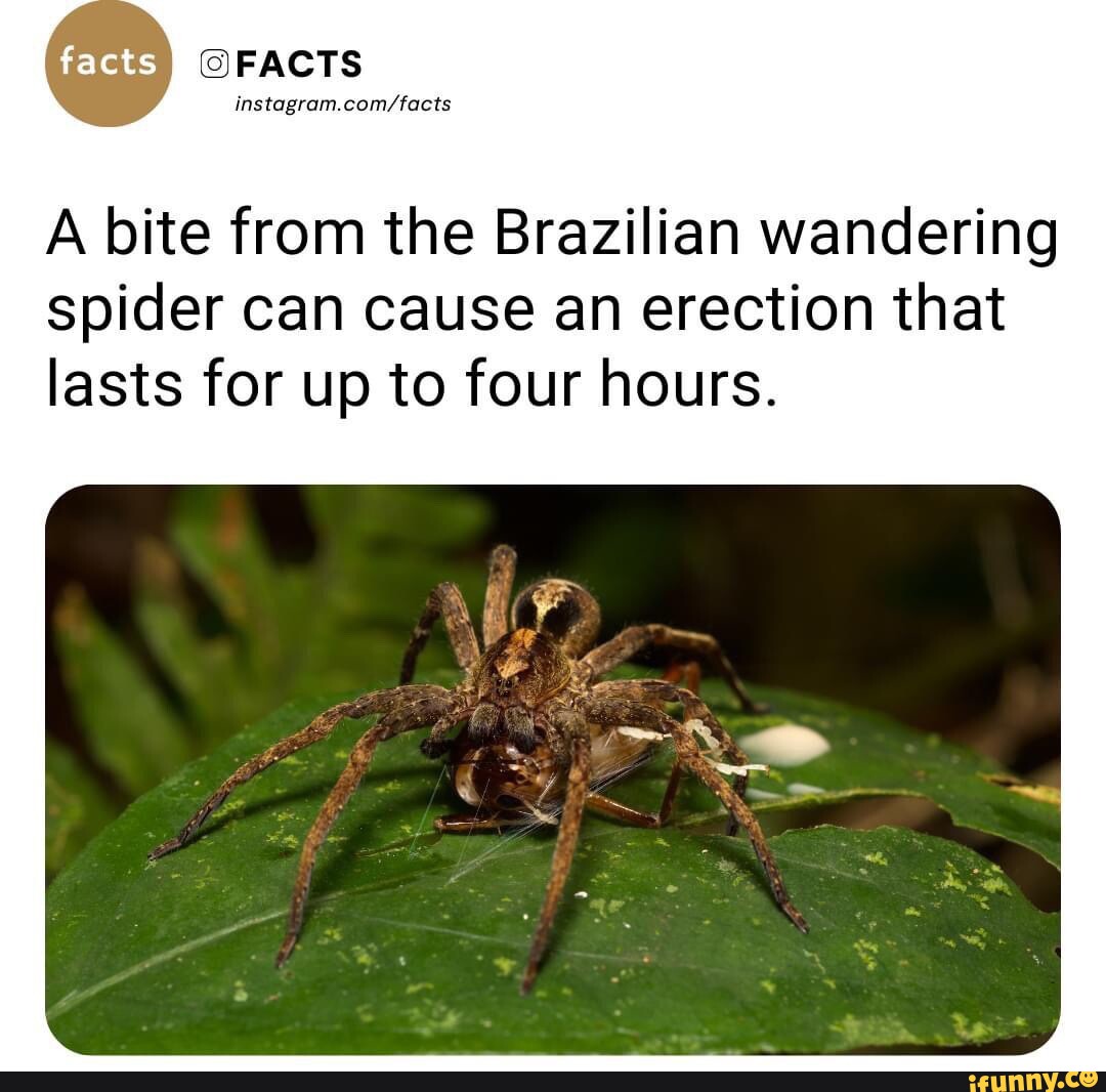 brazilian wandering spider bite wound