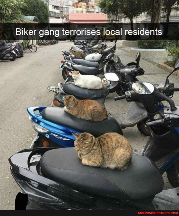 Biker gang terrorises local residents
