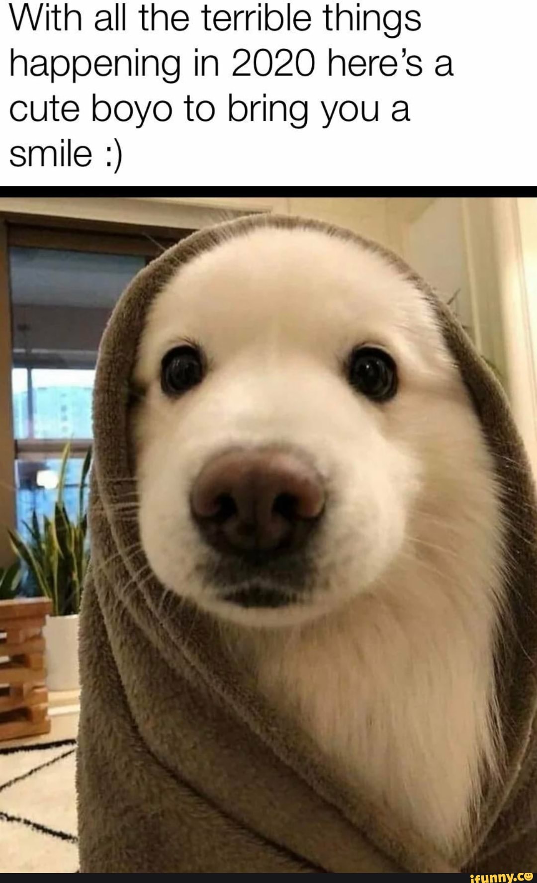 With all the terrible things
happening in 2020 here's a
cute boyo to bring you a