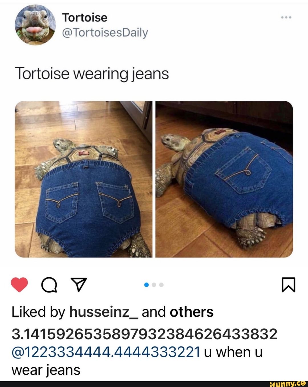 & Tortoise