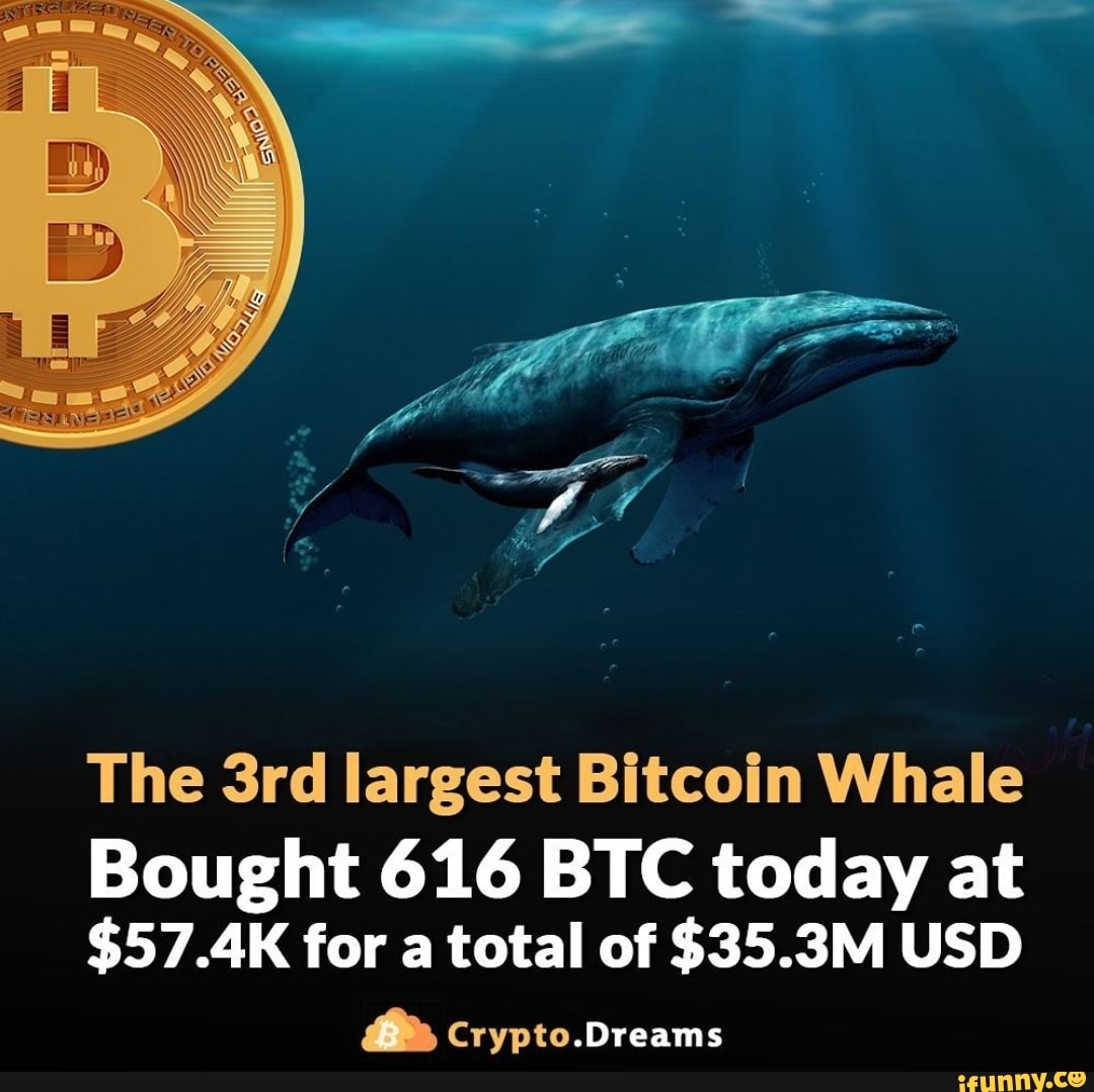 Top 10 bitcoin whales код. Crypto Dream.