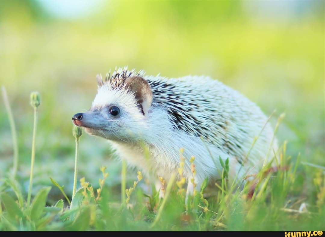 cute, animals, hedgehog, ishowedyoumychaosemeralds, spikyboy
