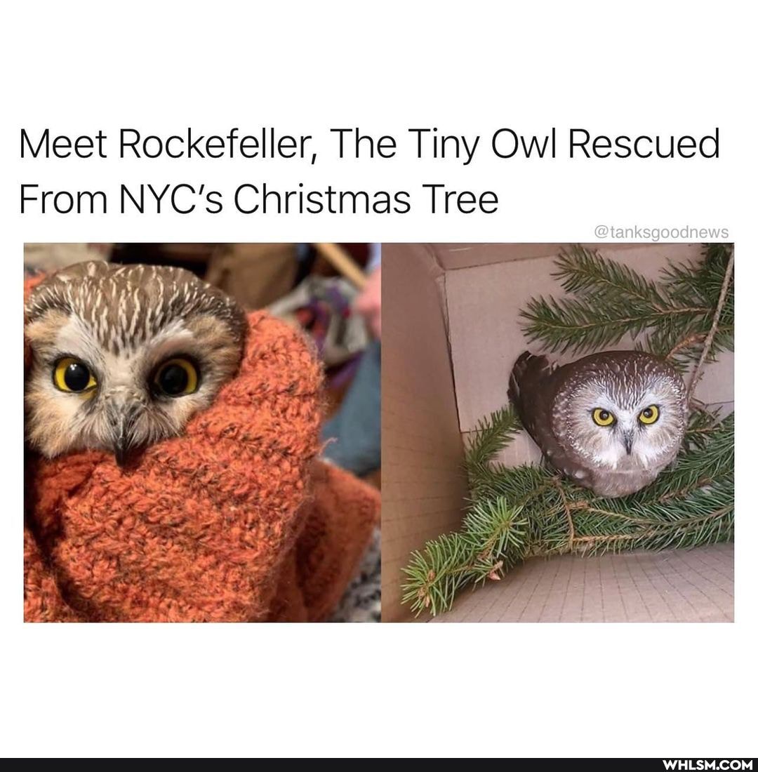 Meet Rockefeller, The Tiny Owl Rescued
From NYC's Christmas Tree
@tanksgoodnews