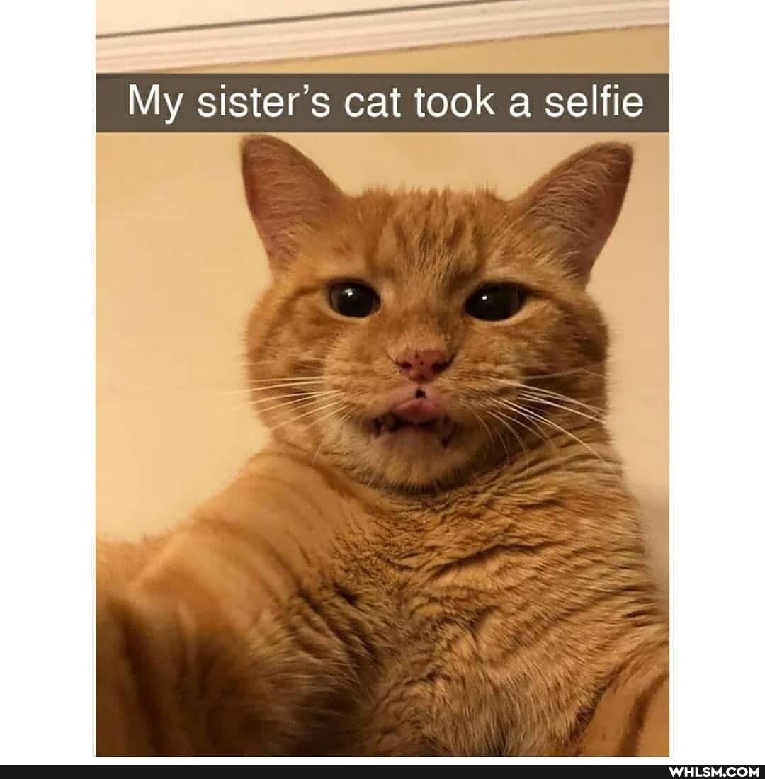 My sister's cat took a selfie