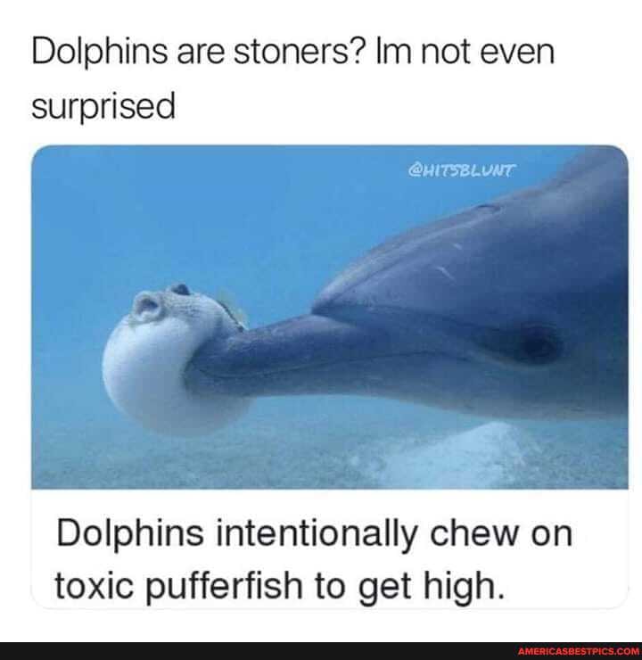 Dolphins are stoners? Im not even surprised
Dolphins intentionally chew on toxic pufferfish to get high.