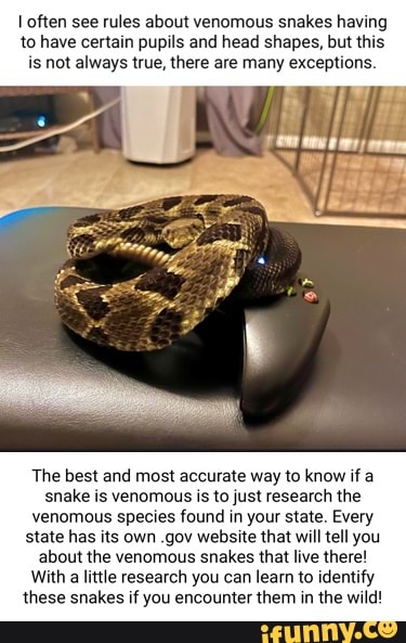 Snakefacts memes. Best Collection of funny Snakefacts pictures on iFunny  Brazil
